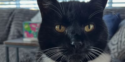 Achtergelaten kat