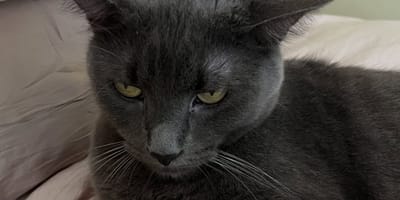 Chat abandonné