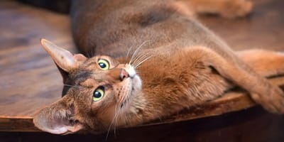 Chat Abyssin