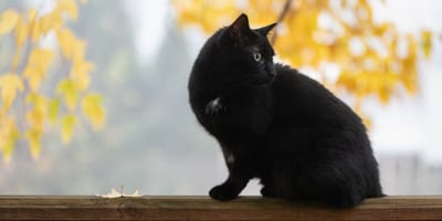 Cat in the great outdoors