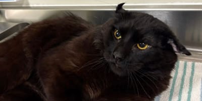 Gatto con le orecchie appiattite