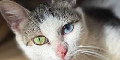 Kat met prachtige ogen
