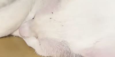 chat blanc