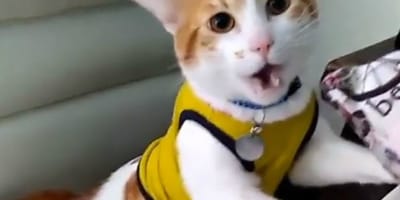 Coupe Du Monde 18 Ce Chat Miaule Buuuut Comme Personne Video Du Jour