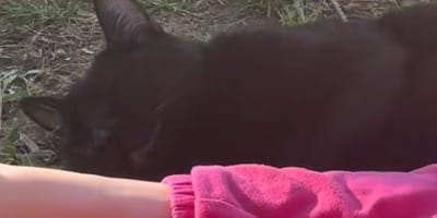 chat chanteur