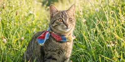 Gato con collar