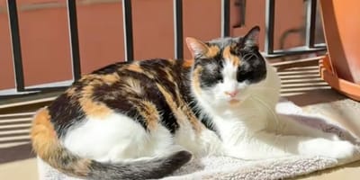 chat couverture