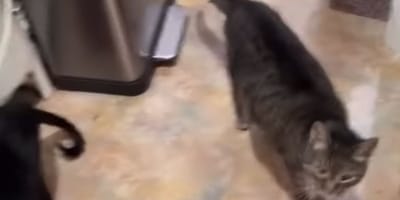 Chat dans la cuisine