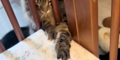 Katze im Babybett