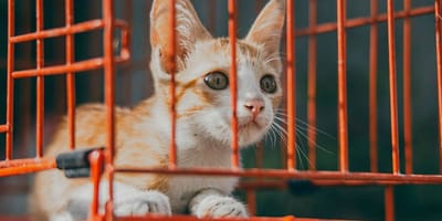 Chat dans une cage