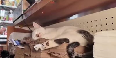 Chat dans une épicerie