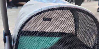 Cat in a pushchair