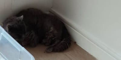 21-jarige kat