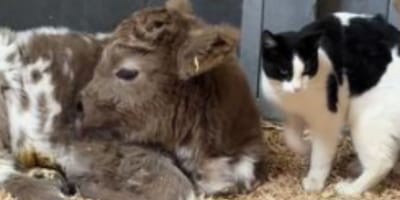 Chat de ferme et veau