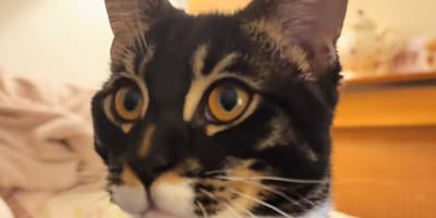 Gatito con una apariencia única en el mundo