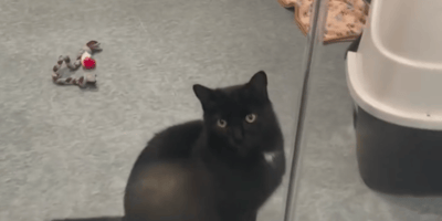 A black rescue cat