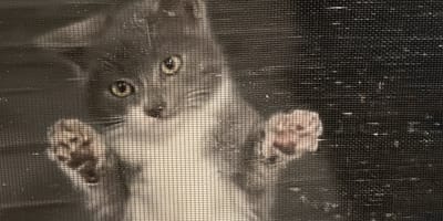 Cat in front of a screen door