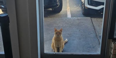 Kater vor einem Restaurant