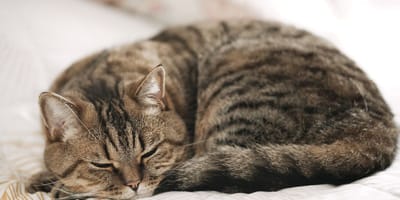 chat dort