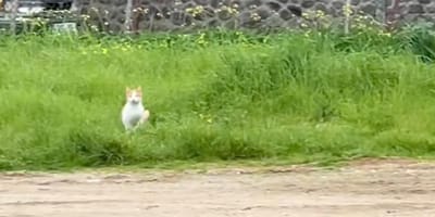 Zwerfkat
