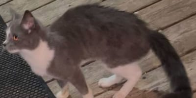 chat errant