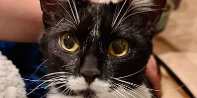 chat errant