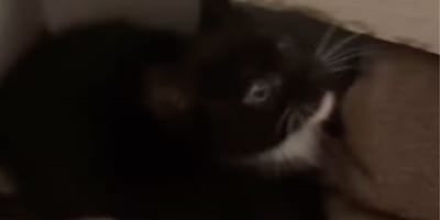 chat errant