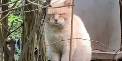chat errant