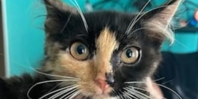 chat errant