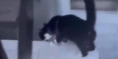 Chat errant