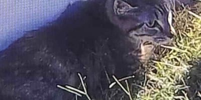 Gatta randagia tigrata nell'erba