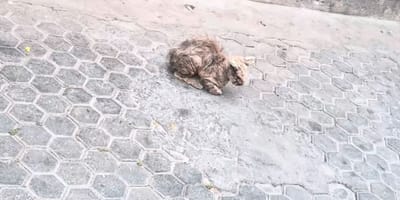 Stray cat