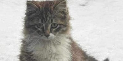 Stray cat