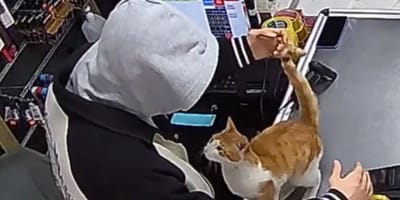 Zwerfkat