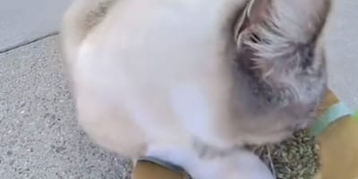 Chat errant