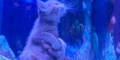 Chat et aquarium