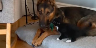 Chat et Berger Allemand