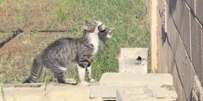 Cat and kitten