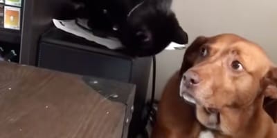 gato y perro