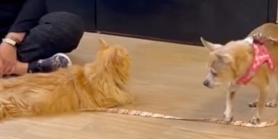 Cat and dog