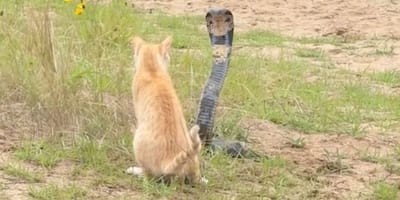 Gatto e cobra