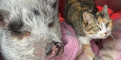 chat et cochon