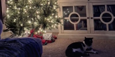 Cat and Christmas tree
