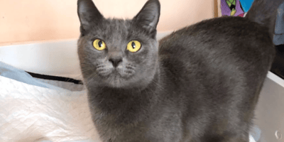 chat gris