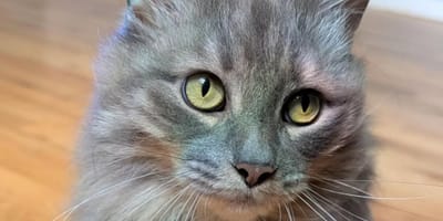 Gatto grigio