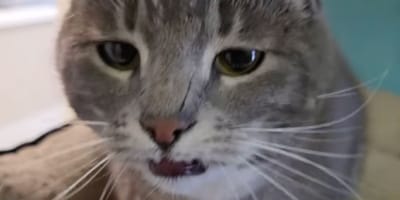 Chat gris sans famille