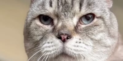 Kater mit Behinderung