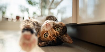Cat playing