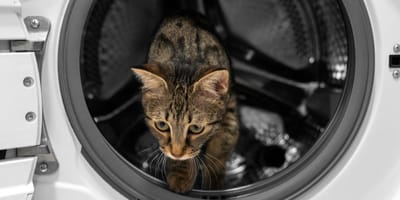 chat machine à laver