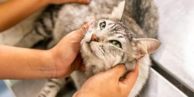 Sick cat